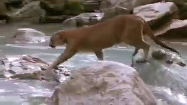 Видео,которое меня потрясло,не знаю как это снимали！ смотреть онлайн