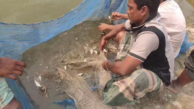 Unbelievable net fishing - amazing village fishing video - huge fish catching by net смотреть онлайн