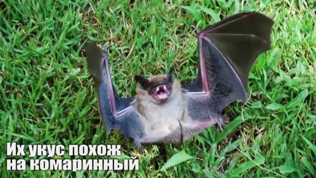 Животный Мир: 11 АБСОЛЮТНО БЕЗВРЕДНЫХ ЖИВОТНЫХ, КОТОРЫХ ЛЮДИ БОЯТСЯ ДО СМЕРТИ смотреть онлайн