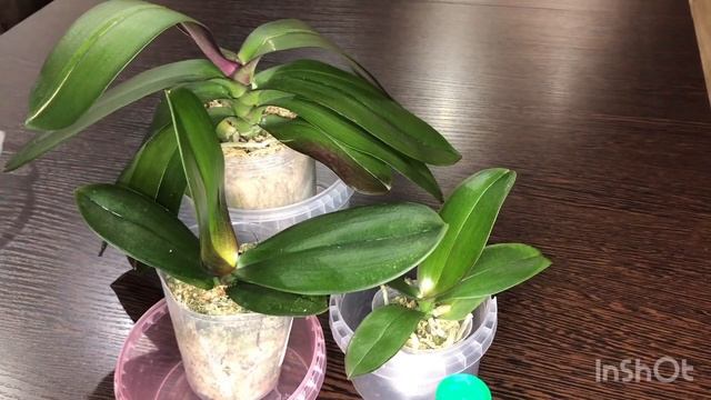 Получила посылку с орхидеями. Что я делаю с ними далее?! смотреть онлайн