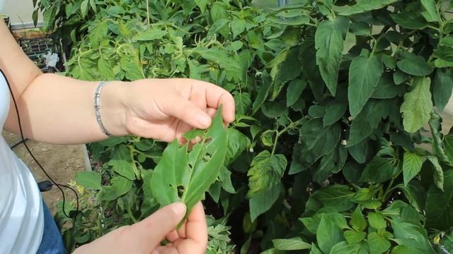 Вредители в теплицах и борьба с ними - Идеальный огород. Часть 11 смотреть онлайн