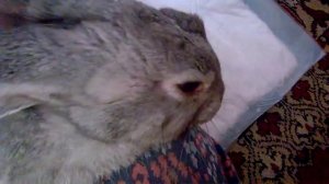 Кролик после кастрирования