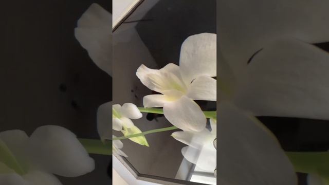 Натяжные потолки Ош 0999401717 #art #ош #flower #натяжныепотолкиотзывы смотреть онлайн