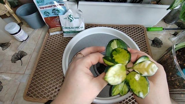 Пересадка хойек (свежий грунт,новые стильные кашпо и кашпо Handmade). Открываю канал в телеграмм. смотреть онлайн