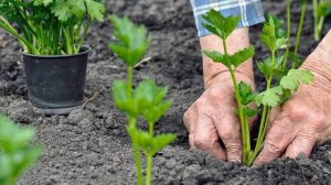 Посадка сельдерея на рассаду в 2022 году