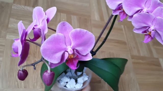 #22 ASMR орхідеї в пінопласті. Феленопсис. Результат спустя 2 мес. Орхидеи и пенопласт. смотреть онлайн