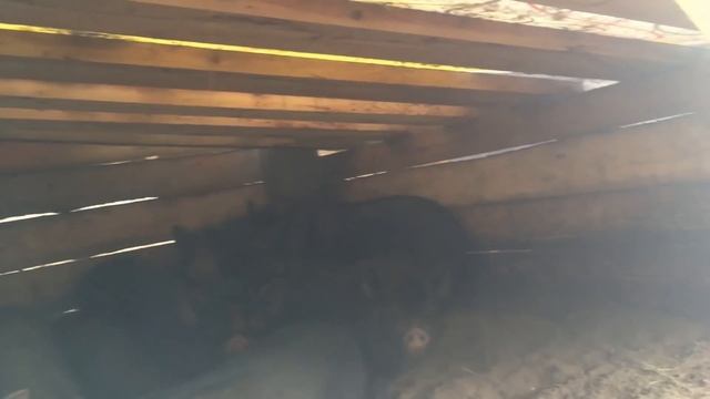 Вьетнамские свиньи. Урок №5. Спаривание и размножение. смотреть онлайн