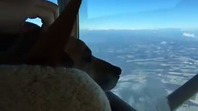 Pilot.dog Takes Flight смотреть онлайн
