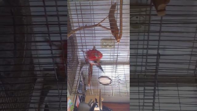 Попугай Розелла смотреть онлайн