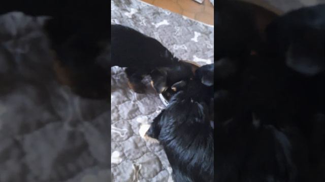 детки,цветной йорк♥️ смотреть онлайн