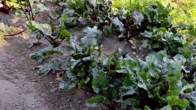 Ремонт дома и бани 20 часть, Копаем картошку, готовим баню. смотреть онлайн