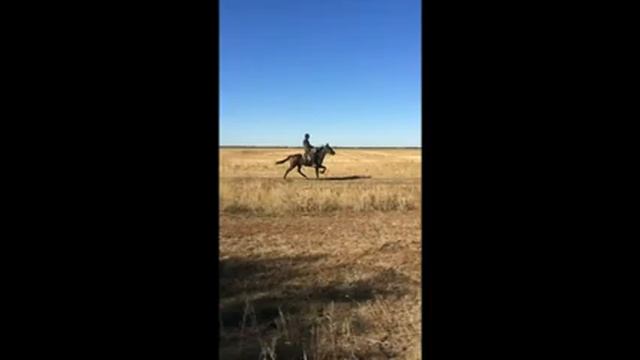 Мечты сбываются Кличка коня Шаман. смотреть онлайн