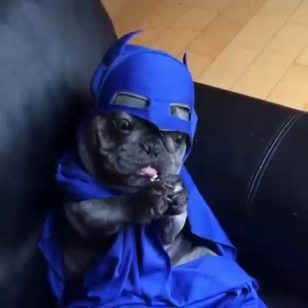 Бульдог в костюме обедает смотреть онлайн