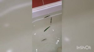 Огрузка воблера или что влияет на плавучесть