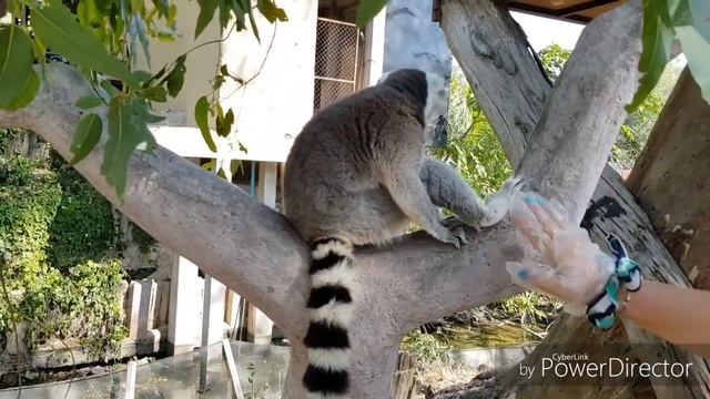 ОСТРОВ ЛЕМУРОВ - ЗООПАРК КАО КЕО. Паттая. ТАЙЛАНД. Lemurs Land. Контактируем с лемурами. А Вы с нам