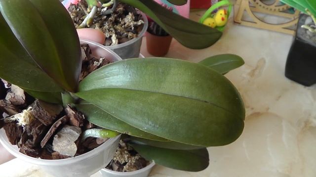 сколько времени цветет орхидея? когда ждать цветения.Сколько раз в году цветут орхидеи фаленопсис смотреть онлайн