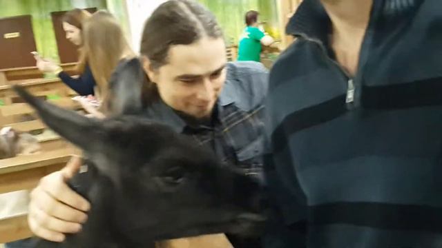 Лама ест свитер смотреть онлайн