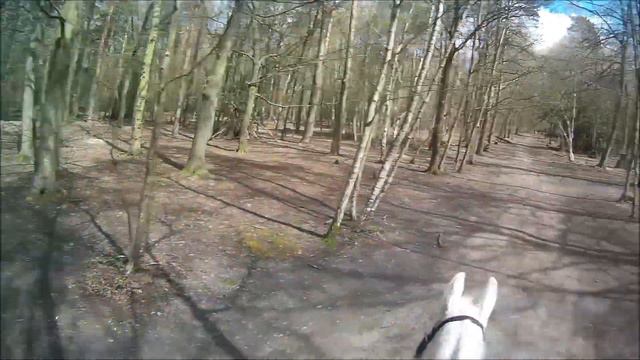 Merlin Le Grande - Video 335 (Thorndon Country Park || April 2021 ||Walking Video) смотреть онлайн