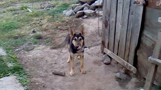 какие животные живут у нас дома? смотреть онлайн