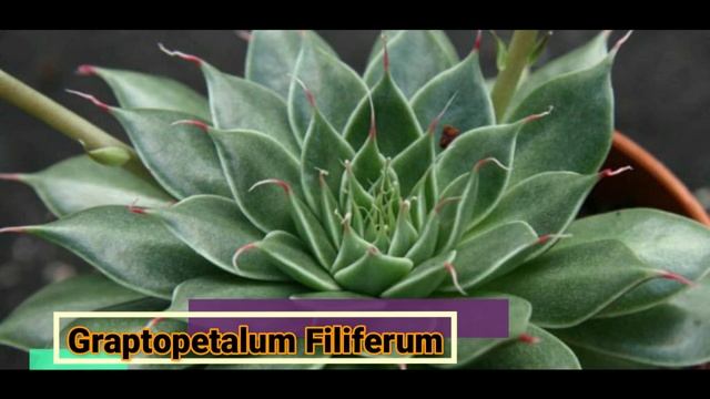 16 Tipos De Graptopetalum