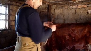 Как привязать первотёлку, что бы не легалась при первой дойке.