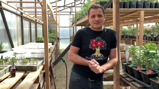 Осенне-зимнее содержание адениумов смотреть онлайн