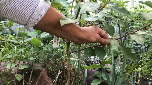 Метельчатая гортензия//Как вырастить штамбовую гортензию//Легко-просто-понятно смотреть онлайн