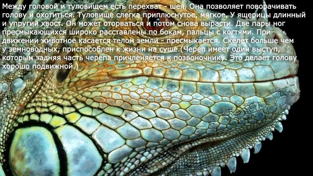 39. Внешнее строение и скелет пресмыкающихся. Биология 7 класс. Краткий пересказ. смотреть онлайн