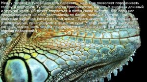 39. Внешнее строение и скелет пресмыкающихся.  Биология 7 класс.  Краткий пересказ.