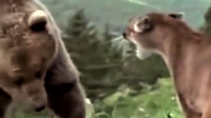 Охота льва на слона и буйвола.mp4