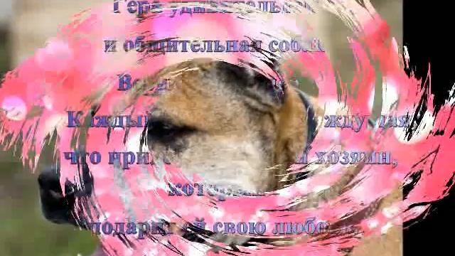 Стаффодом Восточное. Гера.mp4 смотреть онлайн