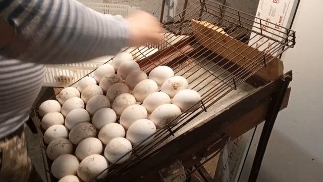Укладка гусиного яйца в инкубационный лоток. 89631002311.