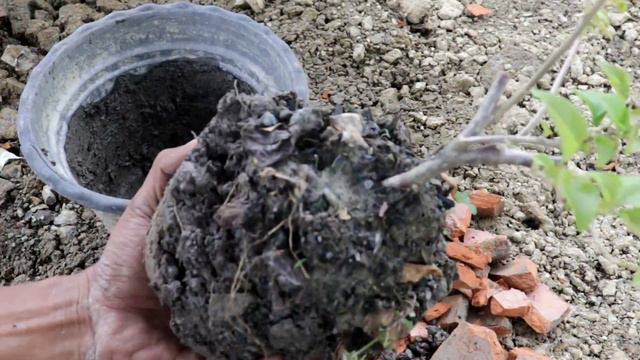 Hanya Dengan Batu Bata, Bunga Bouegenville Jadi Lebat смотреть онлайн