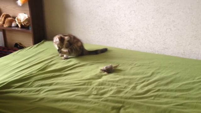 КотоСпам, 13.4.14 смотреть онлайн