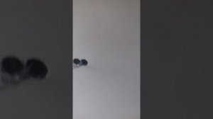 Можно ли клеить обои на машинную штукатурку?