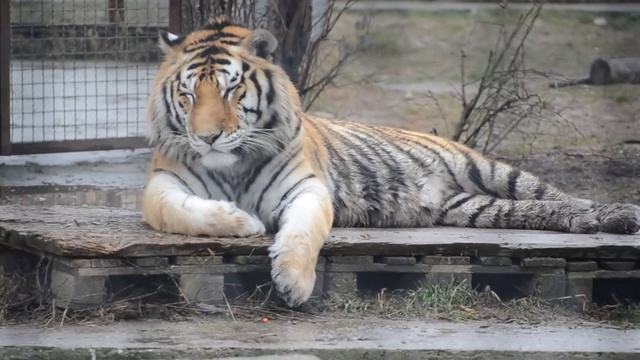 Удивительные тигры Тайгана ! смотреть онлайн