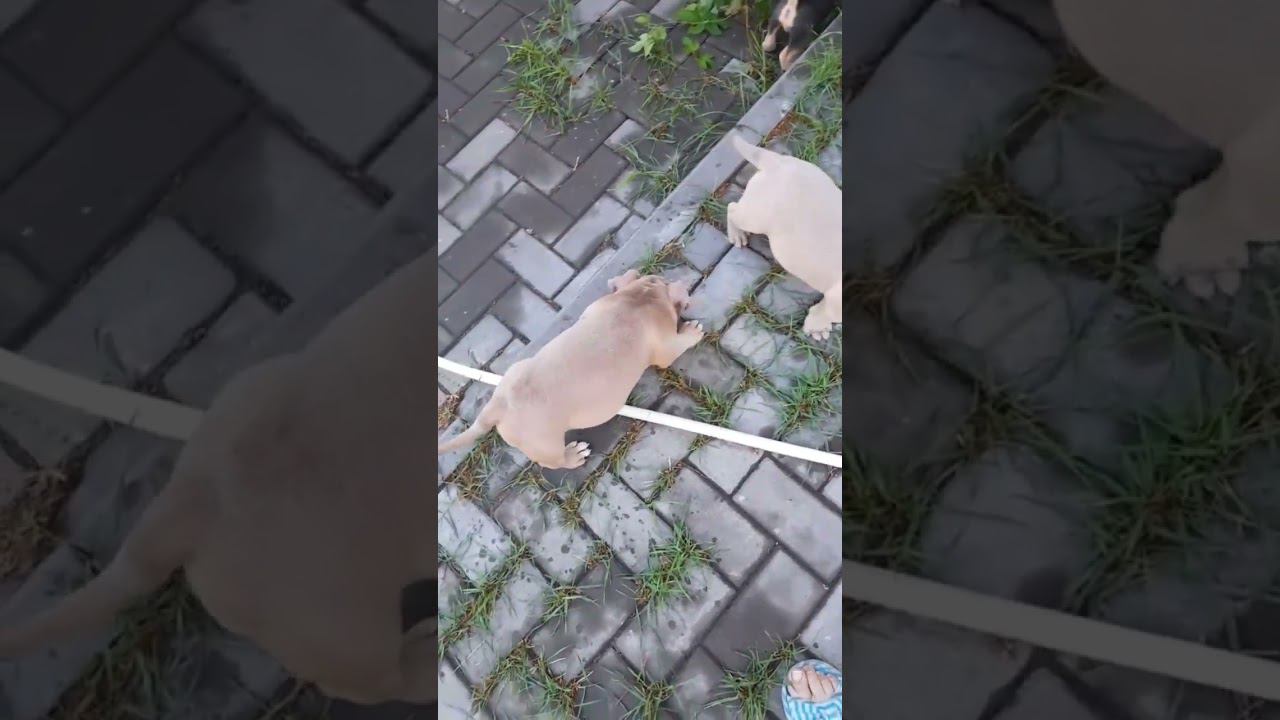 щенки американского булли и бигли. 8-927-277-24-37 питомник Стелла Фиделис #puppy, #собаки, #щенок, смотреть онлайн