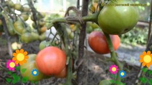 Томат обыкновенный Розовые щёчки. Краткий обзор, описание характеристик Rozovye shchyochki