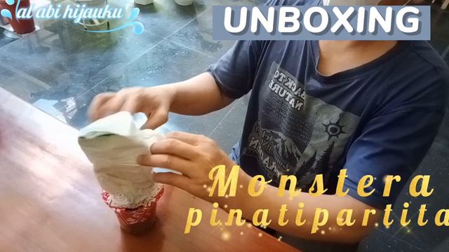 #packingdusmelepes #amankahtanamannya #unboxingmonterapinapartita UNBOXING MONSTERA PINAPARTITA смотреть онлайн