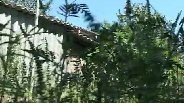 В городе Лабинске продолжается борьба с амброзией. смотреть онлайн