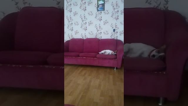 Лабрадор ДЕКС и Джек Рассел Ева смотреть онлайн