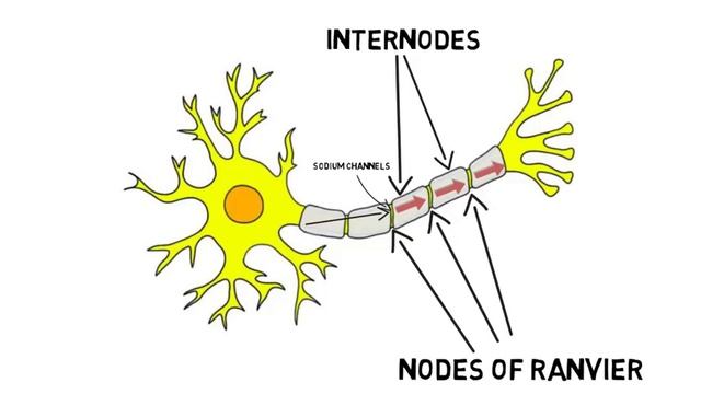 2-Minute Neuroscience: Myelin смотреть онлайн