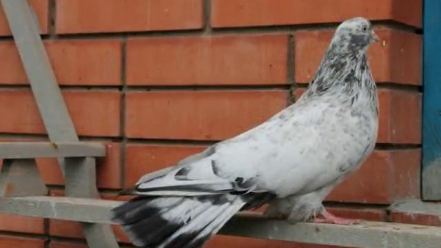 НИКОЛАЕВСКИЕ МРАМОРНЫЕ.. смотреть онлайн