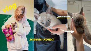 VLOG: пополнение / завели кота