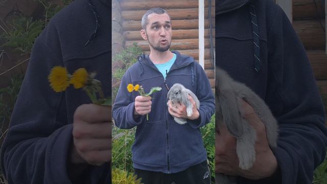 Любимая трава кроликов ❓ смотреть онлайн