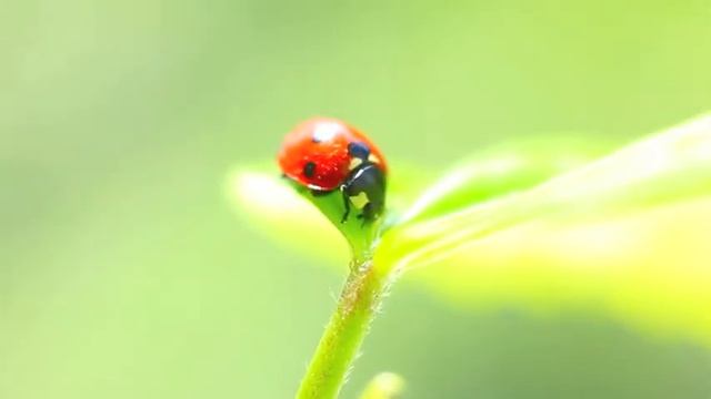 Coccinellidae.m4v