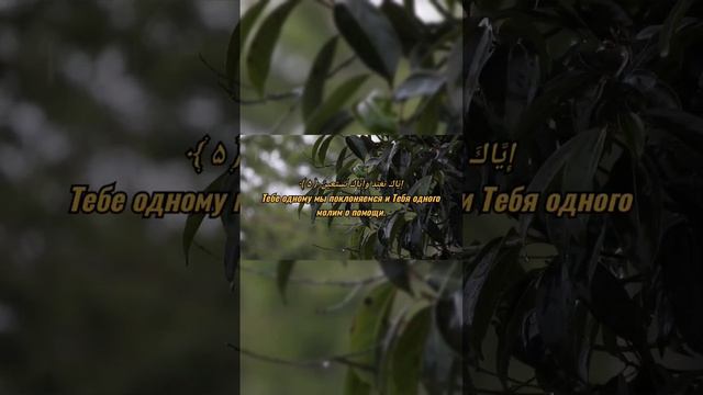 Сура 1 Аль-Фатиха ( Открывающая Книгу) Чтец Мишари Рашид Аль-Афаси #коран #чтениекорана #коранисунн смотреть онлайн