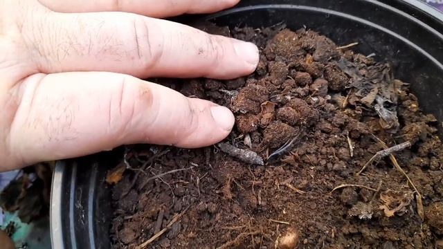 БЕГОНИИ ПОГИБАЮТ ЗИМОЙ какая причина?как спасти растения? смотреть онлайн