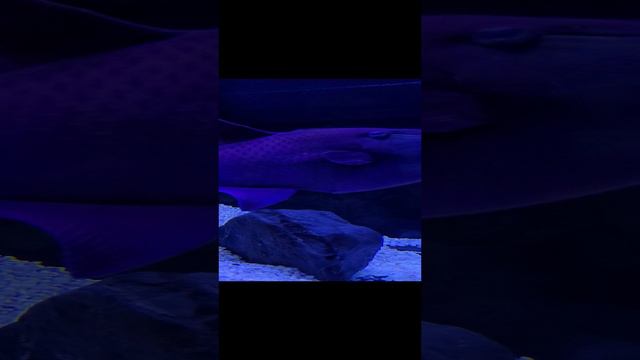 Blue Fish смотреть онлайн