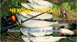 ЧЕХОНЬ ПОШЛА!!! Ловля на фидер. и резинку. Рыбалка СУПЕР!!!